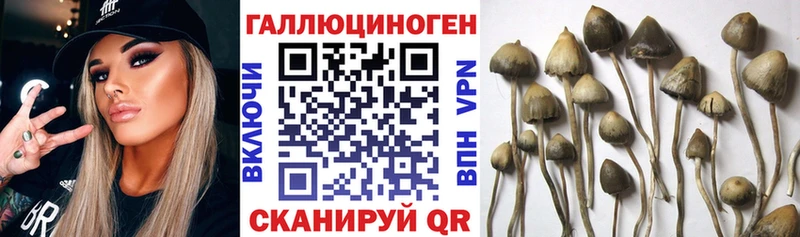 что такое   Котельники  Псилоцибиновые грибы Psilocybe 